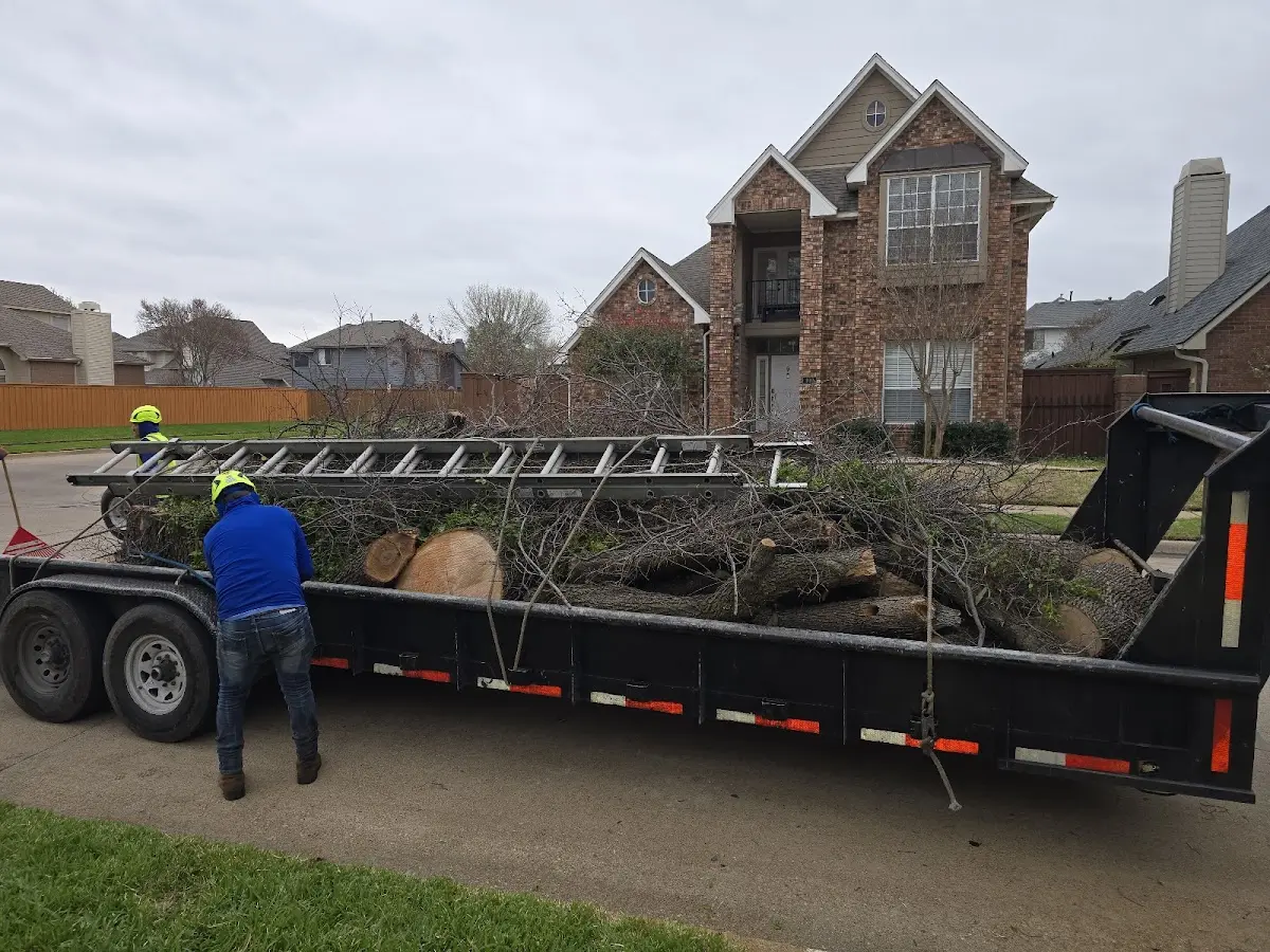 Expert Tree Fertilization with proper safety equipment in Norwood